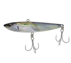 02 SCALE ANCHOVY