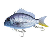 04 YELLOW TAIL SNAPPER