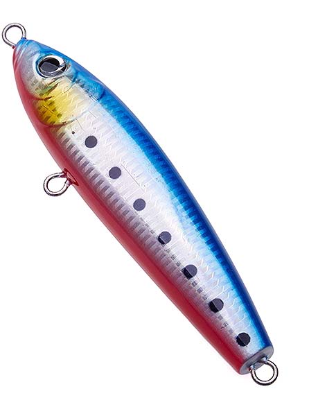 31 Blue Sardine witn Red belly